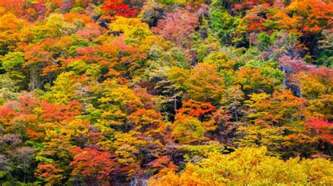 紅楓|【日本賞楓必讀】日本紅葉完整指南！